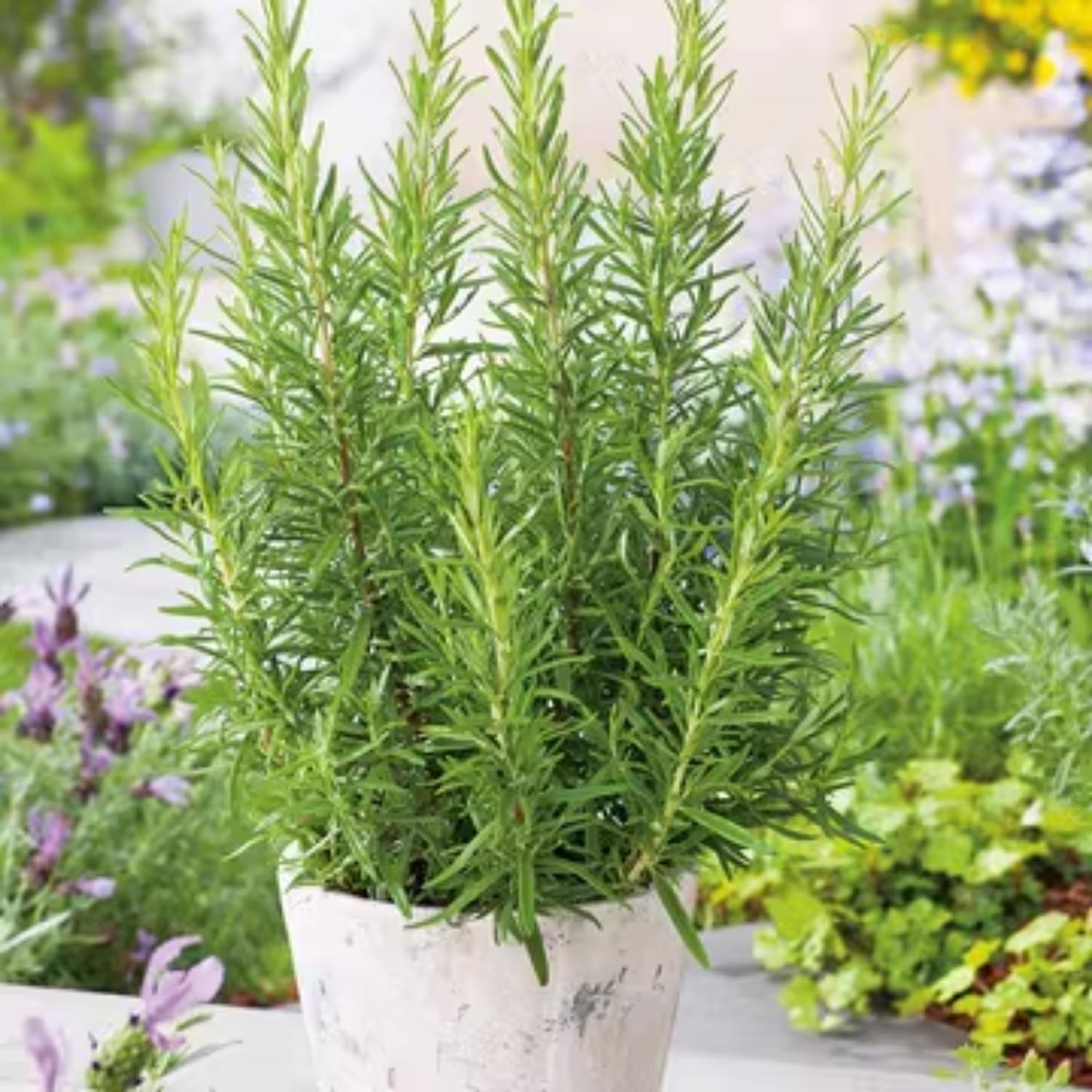 ローズマリー Amazon.com : 2 Rosemary Plants Live, 3 to 6 Inc Tall, Live